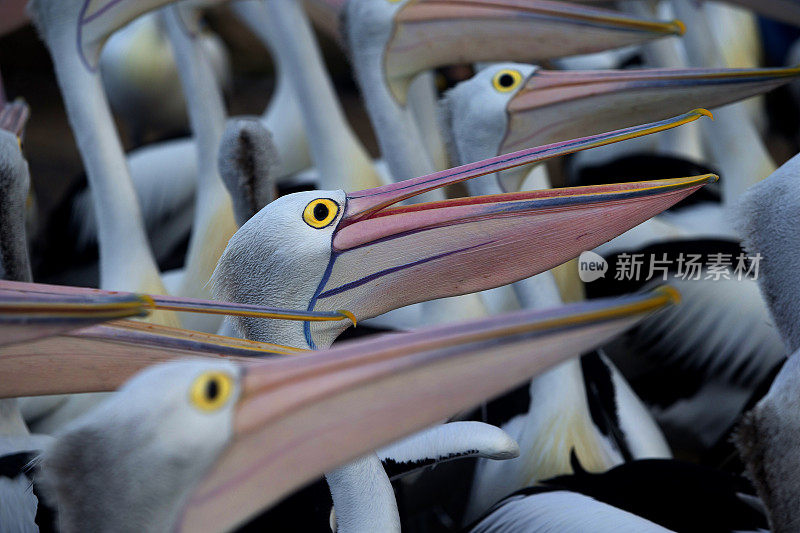 鹈鹕(Pelecanus conspicillatus)